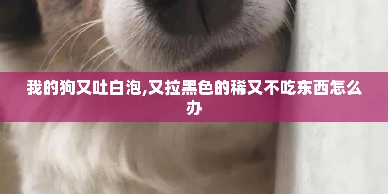 我的狗又吐白泡,又拉黑色的稀又不吃东西怎么办