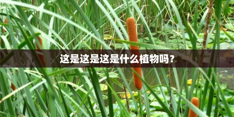 这是这是这是什么植物吗？