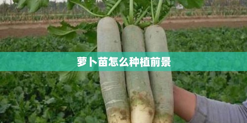 萝卜苗怎么种植前景