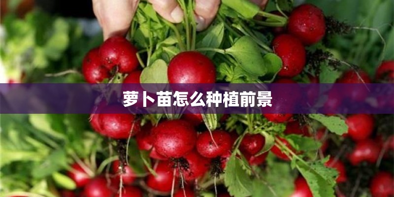 萝卜苗怎么种植前景