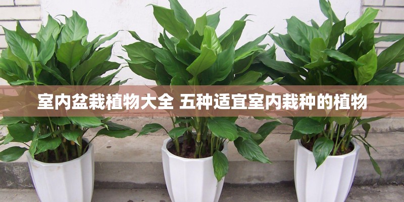 室内盆栽植物大全 五种适宜室内栽种的植物