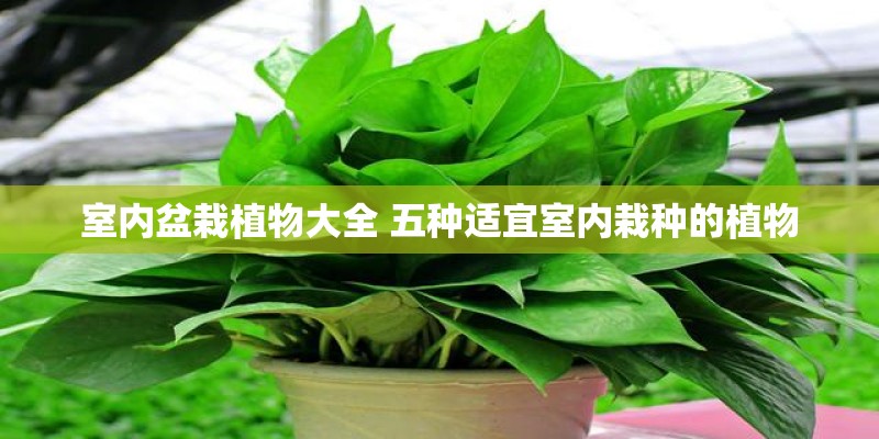 室内盆栽植物大全 五种适宜室内栽种的植物