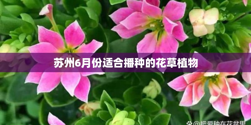 苏州6月份适合播种的花草植物