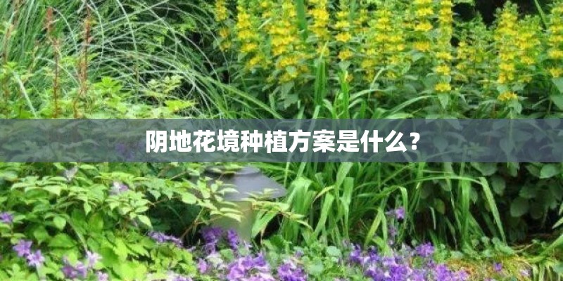 阴地花境种植方案是什么？