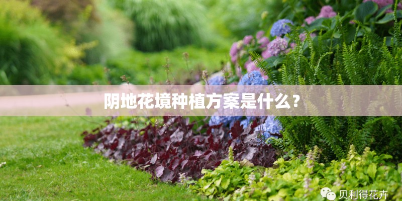 阴地花境种植方案是什么？