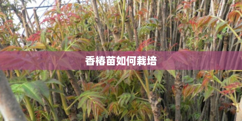 香椿苗如何栽培