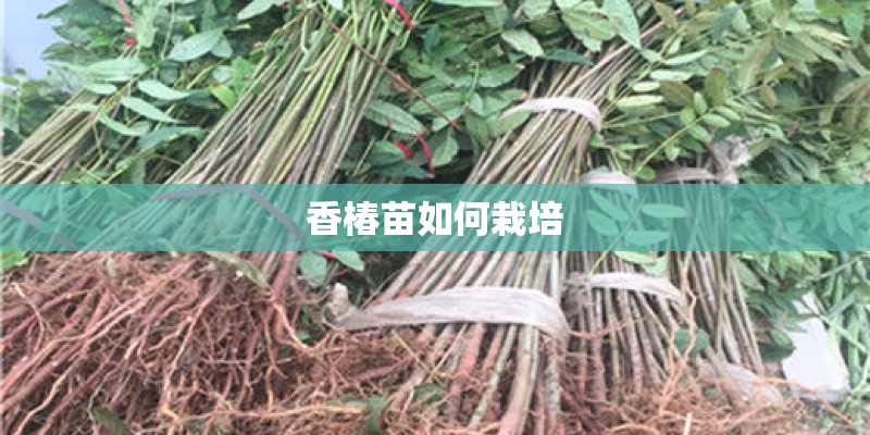 香椿苗如何栽培