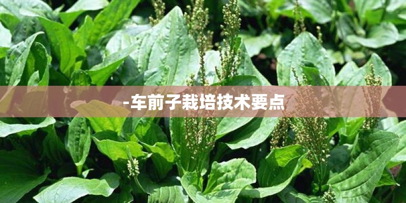 -车前子栽培技术要点