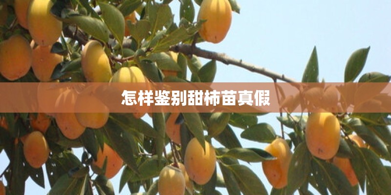 怎样鉴别甜柿苗真假