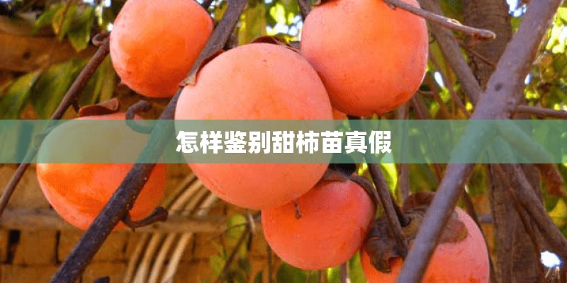 怎样鉴别甜柿苗真假