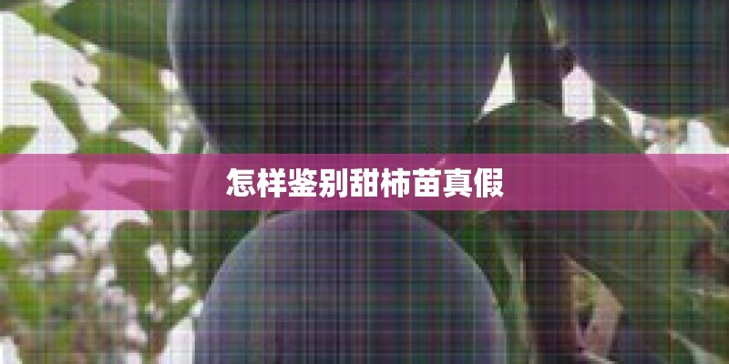 怎样鉴别甜柿苗真假
