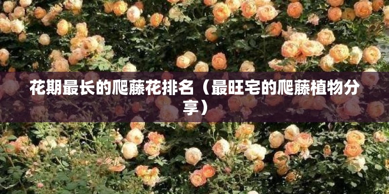 花期最长的爬藤花排名（最旺宅的爬藤植物分享）