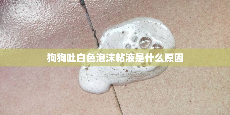 狗狗吐白色泡沫粘液是什么原因