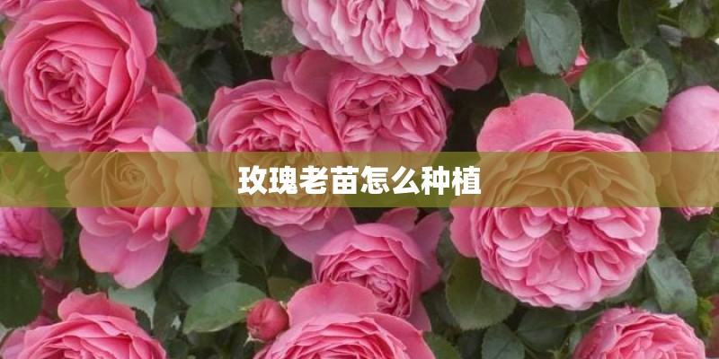 玫瑰老苗怎么种植