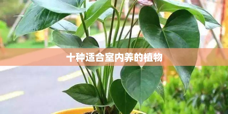 十种适合室内养的植物