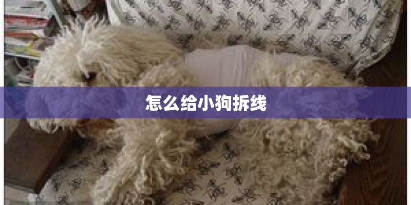 怎么给小狗拆线