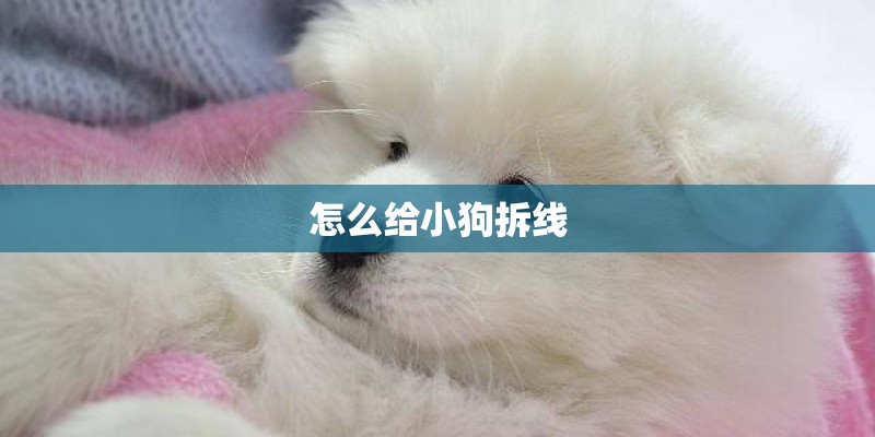 怎么给小狗拆线
