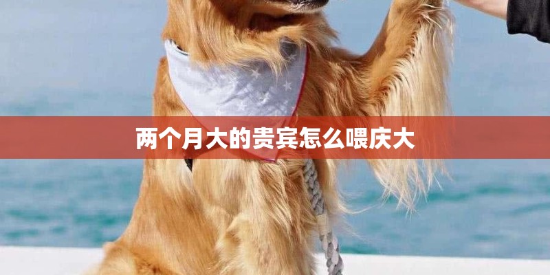 两个月大的贵宾怎么喂庆大