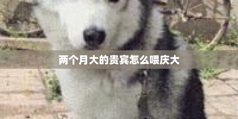 两个月大的贵宾怎么喂庆大