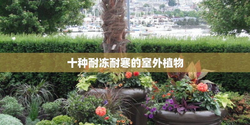 十种耐冻耐寒的室外植物