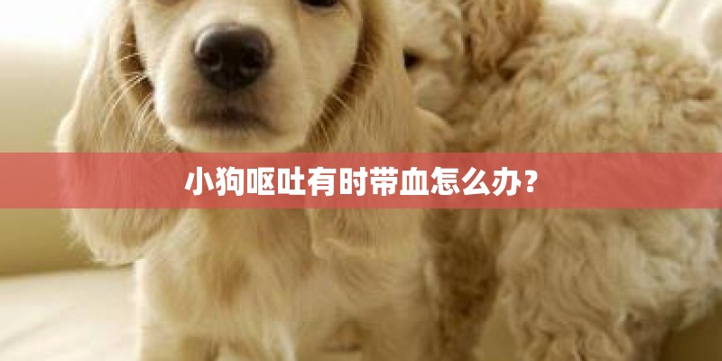 小狗呕吐有时带血怎么办? 小狗呕吐有时带血怎么办?