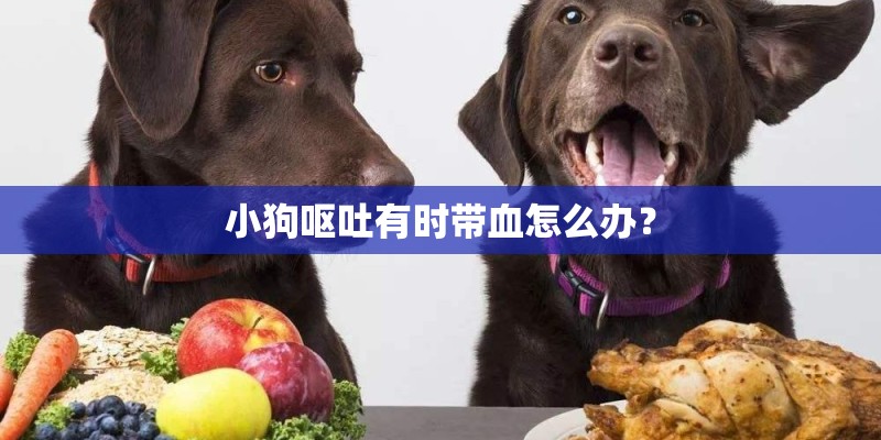 小狗呕吐有时带血怎么办? 小狗呕吐有时带血怎么办?