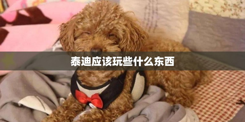 泰迪应该玩些什么东西