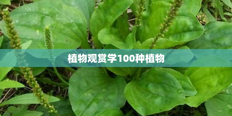 植物观赏学100种植物