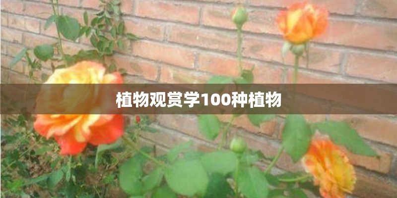 植物观赏学100种植物