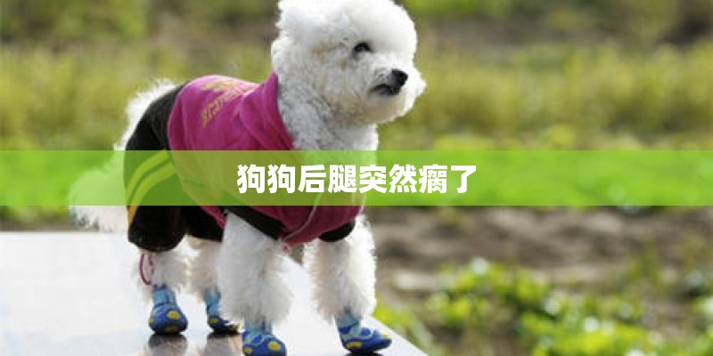 狗狗后腿突然瘸了