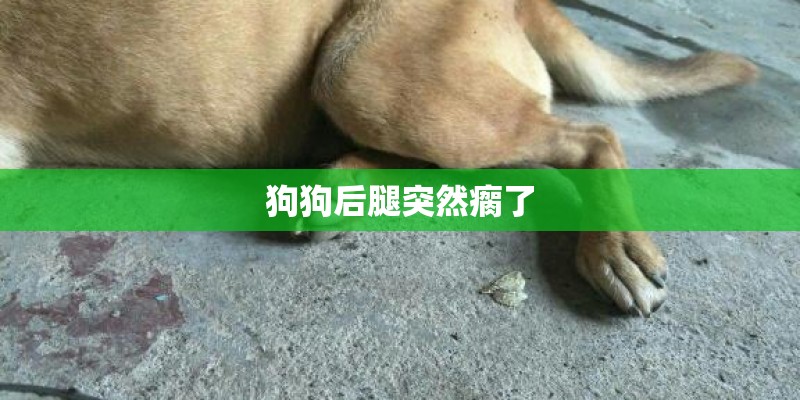 垂耳兔要怎么洗 垂耳兔要怎么洗