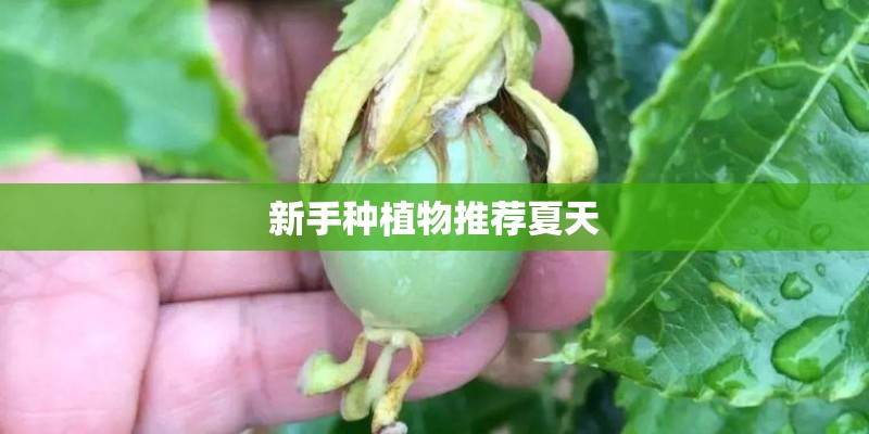 新手种植物推荐夏天