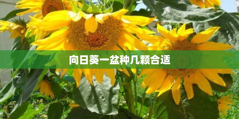 向日葵一盆种几颗合适