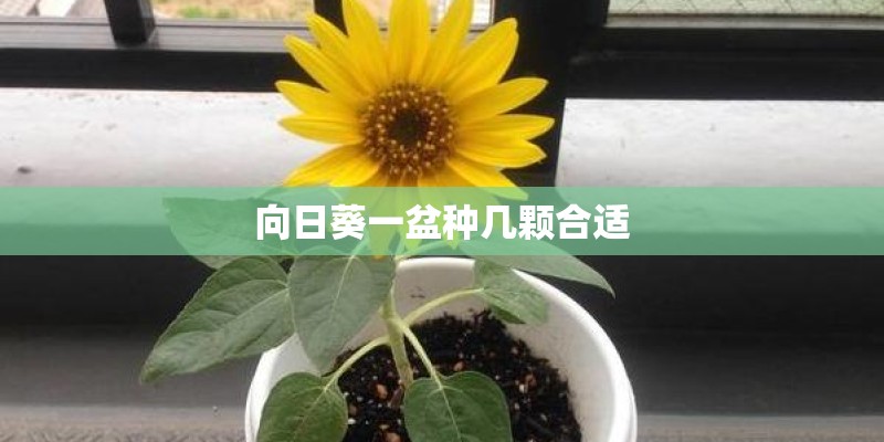 向日葵一盆种几颗合适