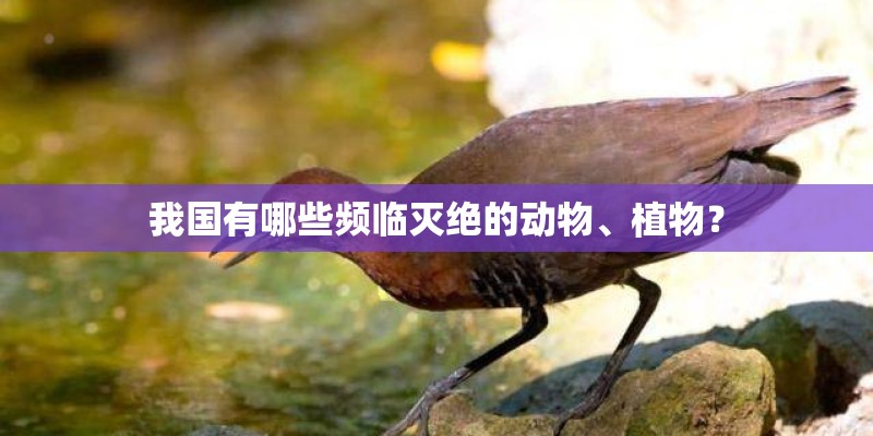 我国有哪些频临灭绝的动物、植物？