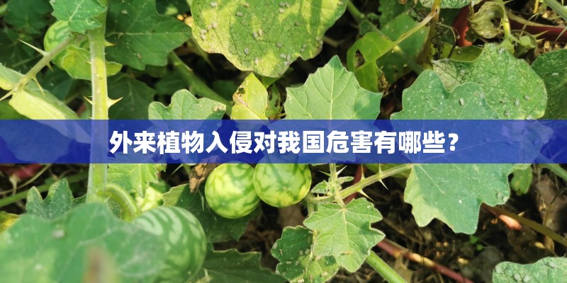 外来植物入侵对我国危害有哪些？