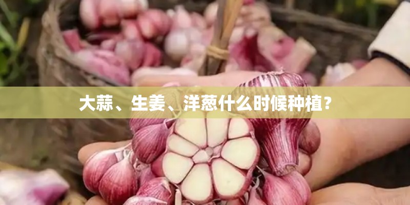 大蒜、生姜、洋葱什么时候种植？