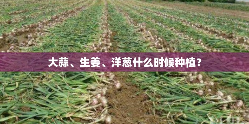大蒜、生姜、洋葱什么时候种植？