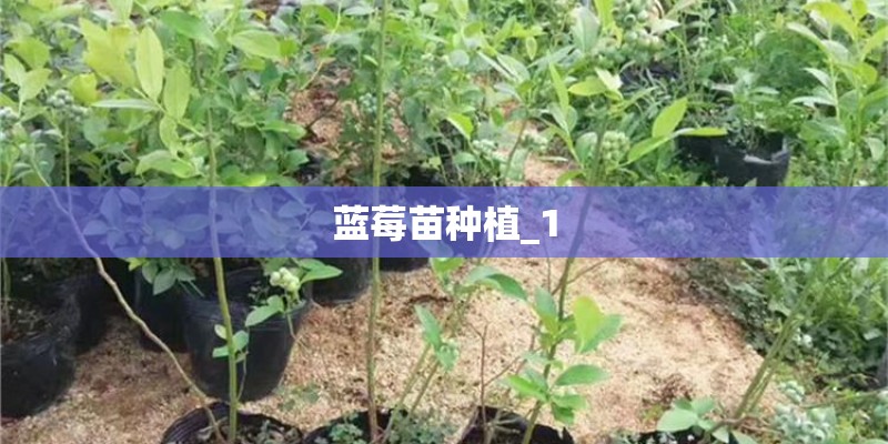 蓝莓苗种植_1