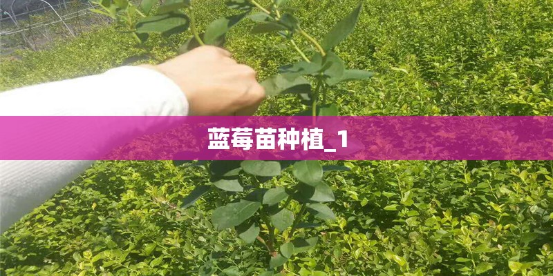 蓝莓苗种植_1