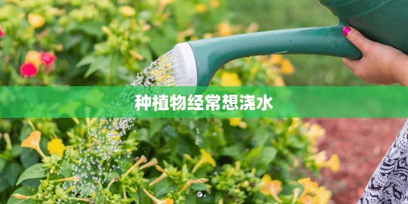 家庭露台适合种植的植物