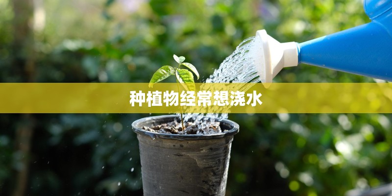 种植物经常想浇水