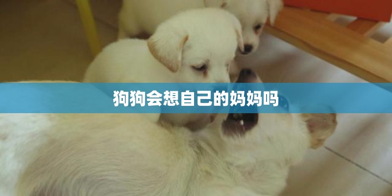 狗狗会想自己的妈妈吗