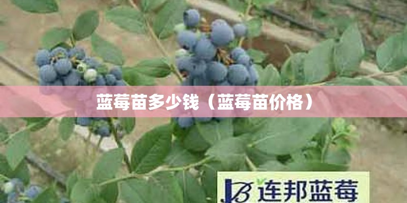 蓝莓苗多少钱（蓝莓苗价格）