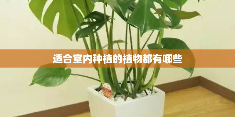 适合室内种植的植物都有哪些