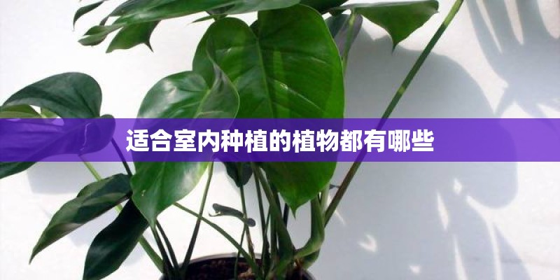 适合室内种植的植物都有哪些