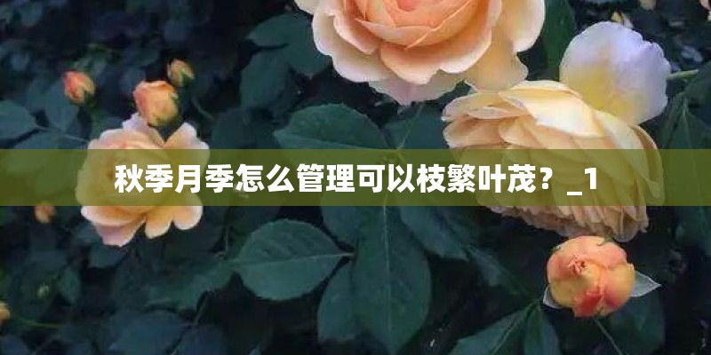 秋季月季怎么管理可以枝繁叶茂？_1
