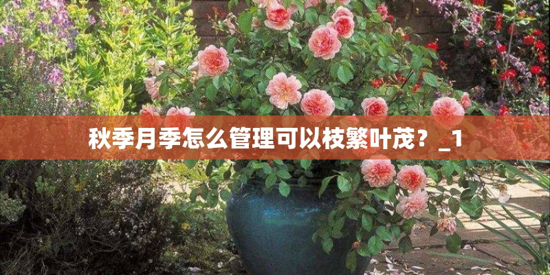 秋季月季怎么管理可以枝繁叶茂？_1