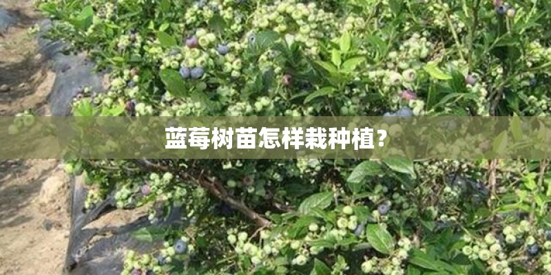 蓝莓树苗怎样栽种植？