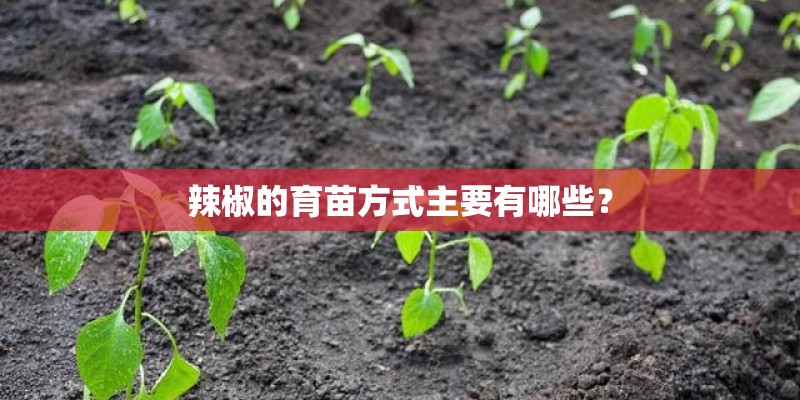 辣椒的育苗方式主要有哪些？